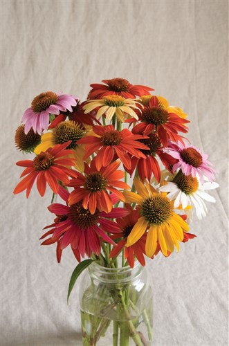 plant: flower: Echinacea, Cheyenne Spirit