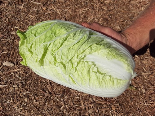 plant: veg: Cabbage, Chinese