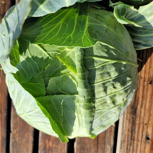 plant: veg: Cabbage, Late Flat Dutch