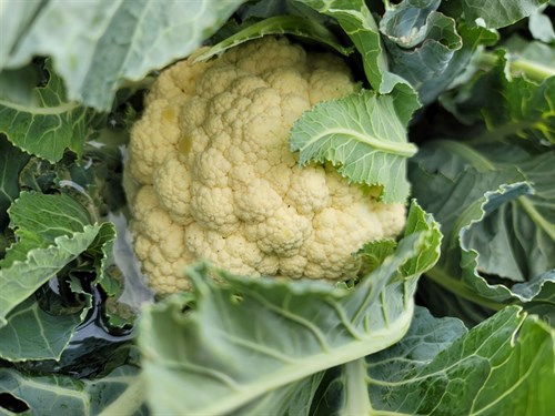 plant: veg: Cauliflower, Amazing