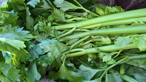 plant: veg: Celery, Tango