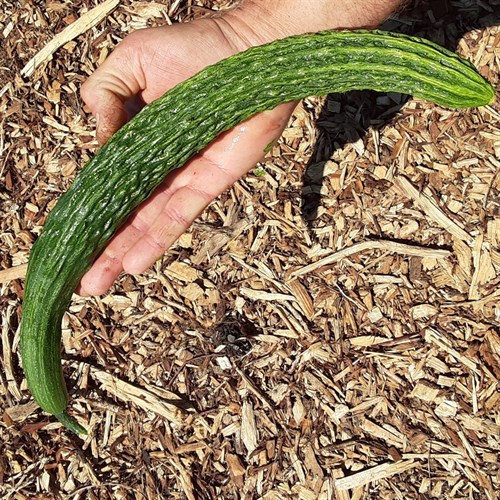 plant: veg: Cucumber, Asian