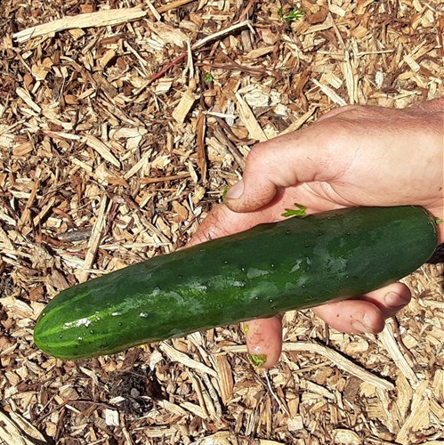 plant: veg: Cucumber, American