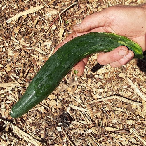 plant: veg: Cucumber, English