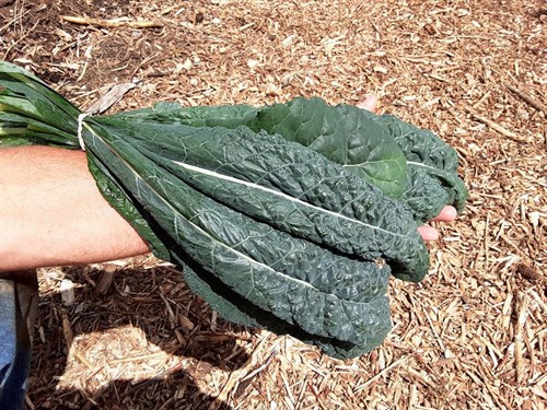 plant: veg: Kale, Black (Dinosaur)