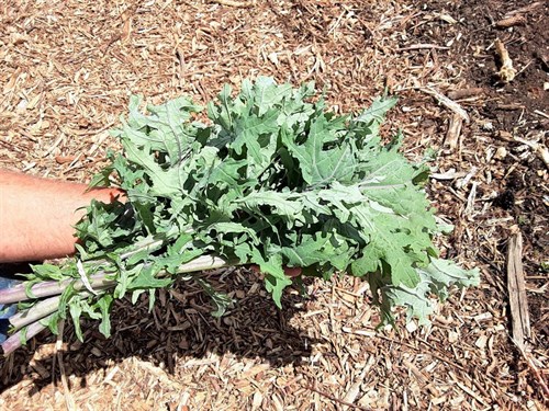 plant: veg: Kale, Red Russian