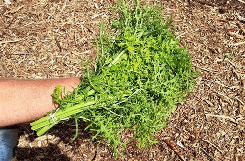 plant: veg: Kale, Curled