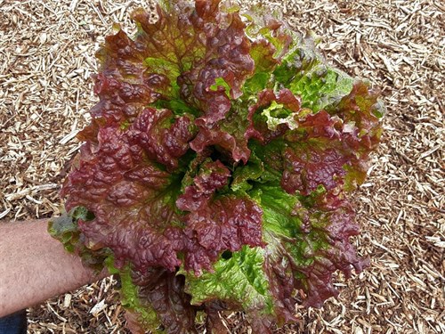 plant: veg: Lettuce, New Red Fire