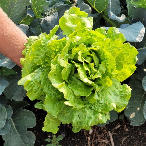 plant: veg: Lettuce, Green Semi-head Nevada