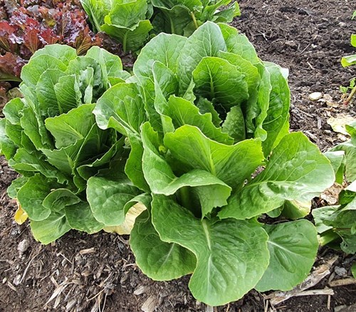 plant: veg: Lettuce, Green Romaine