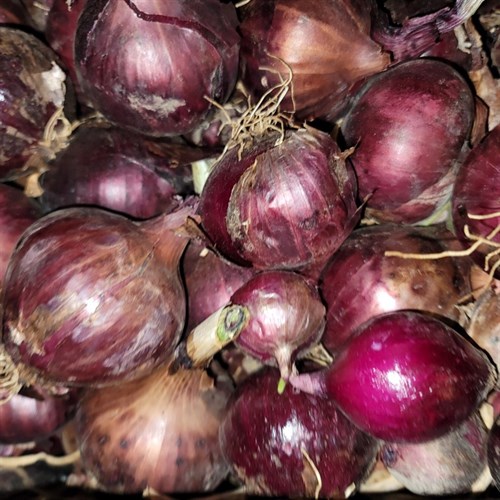 plant: veg: Onion, Red