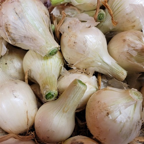 plant: veg: Onion, White