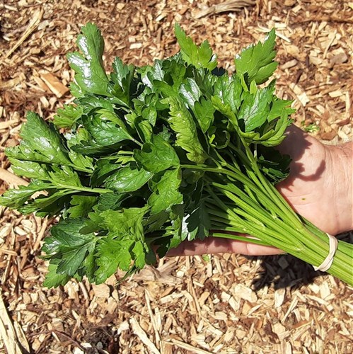 plant: herb: Parsley, Italian Flat