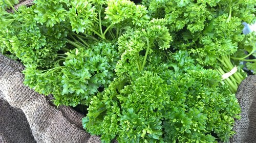 plant: herb: Parsley, Curly