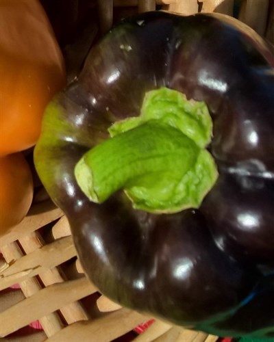 plant: veg: Pepper Sweet Purple