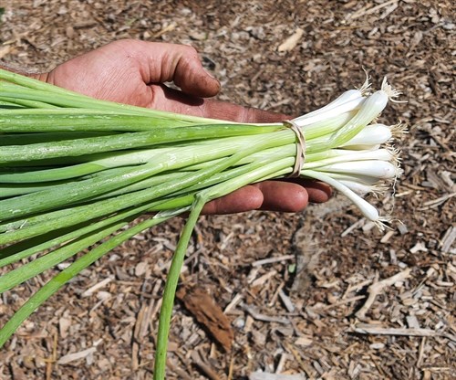 plant: veg: Scallions, Green