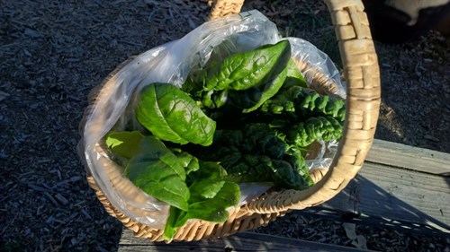 plant: veg: Spinach