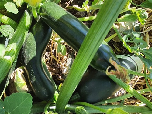 plant: veg: Squash Summer: Zucchini, Green