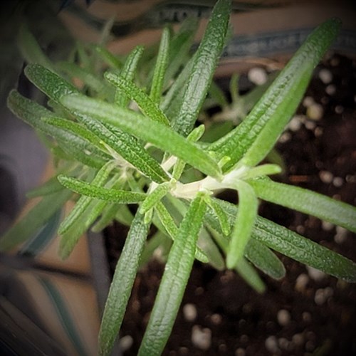 plant: herb: Rosemary