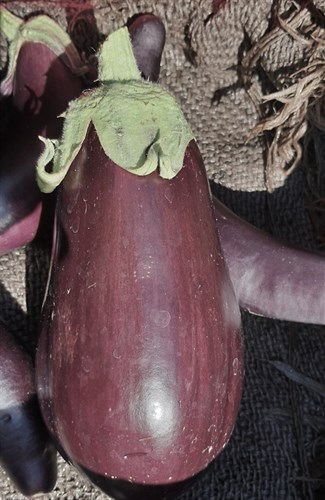 plant: veg: Eggplant: Italian