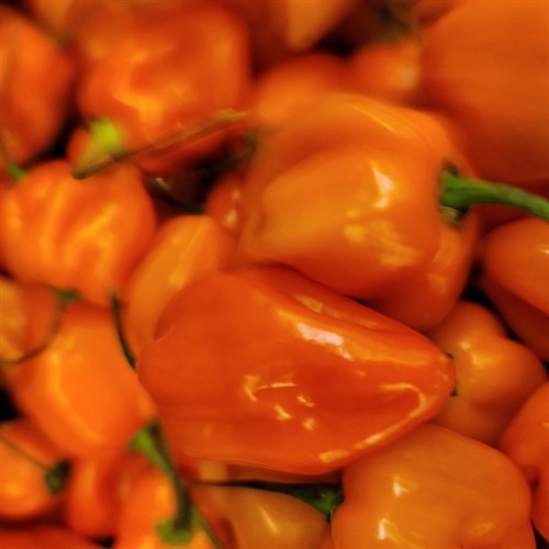 plant: veg: Pepper Hot, Habanero