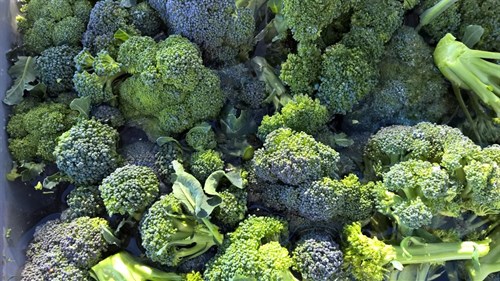 plant: veg: Broccoli