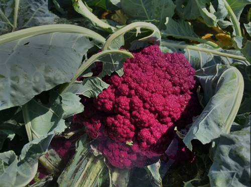 plant: veg: Cauliflower, Purple Graffiti