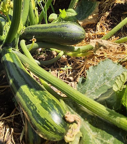 plant: veg: Squash Summer: Zucchini, Green Stripe