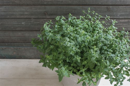 plant: herb: Mint