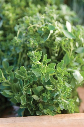 plant: herb: Oregano, common