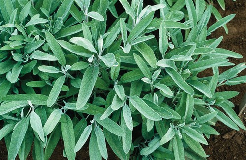 plant: herb: Sage, Common