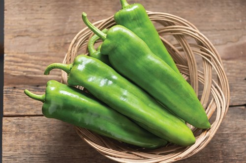 plant: veg: Pepper Hot, Garden Salsa