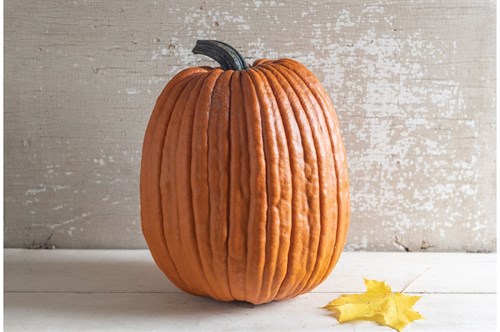 plant: veg: Pumpkin: Hijinks Hybrid