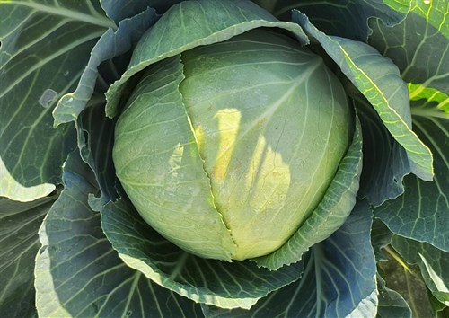 plant: veg: Cabbage, Green Round