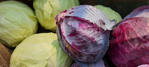 plant: veg: Cabbage, Red Round