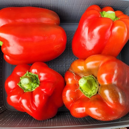 plant: veg: Pepper Sweet Red Knight
