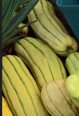 plant: veg: Squash Summer: Delicata