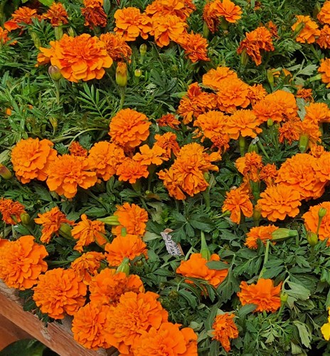 plant: flower: Marigold  Bonanza Orange