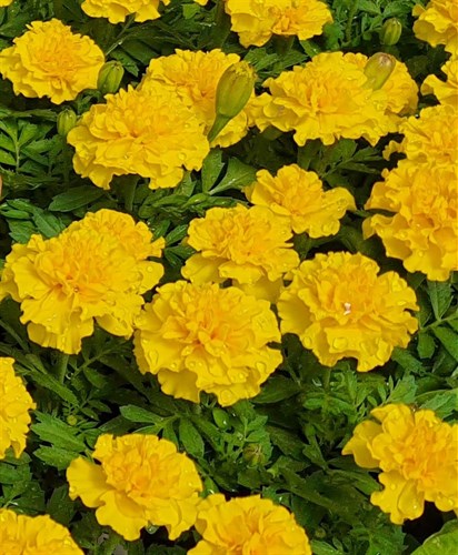 plant: flower: Marigold, Bonanza Yellow