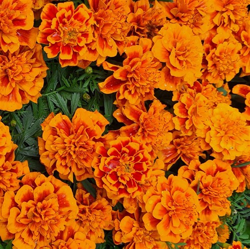 plant: flower: Marigold, Bonanza Flame