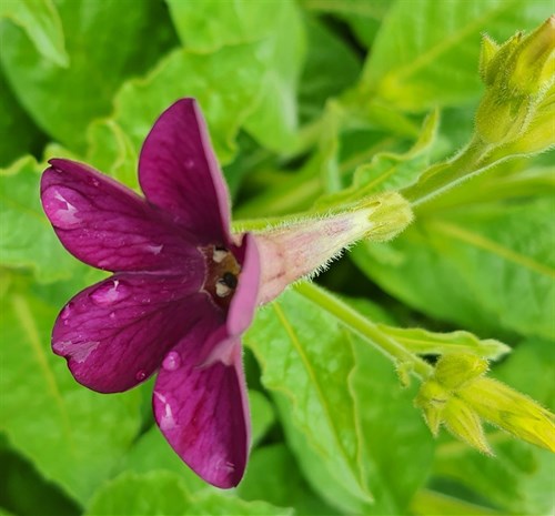 plant: flower: Nicotiana, Perfume Deep Purple