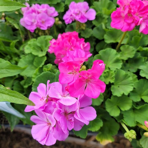 plant: flower: Geranium, Maverick Pink F1