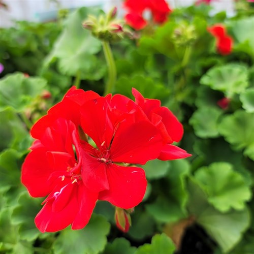 Plant: flower: Geranium, Bullseye Red
