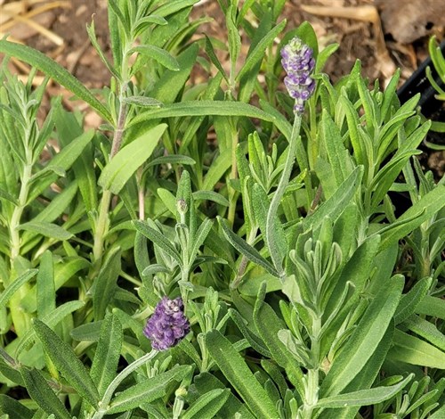 plant: herb: Lavender, Munstead