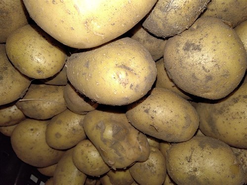 Potatoes, Yukon Gold, Storage