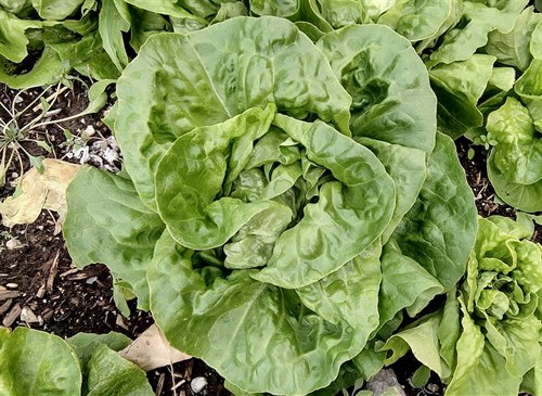 plant: veg: Lettuce, Green Butterhead