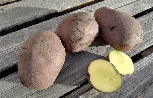 Potatoes, Huckleberry Gold