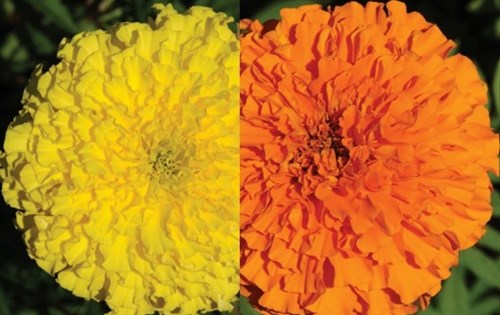 plant: flower: Marigold, Crackerjack