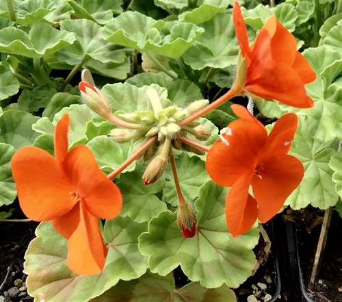 plant: flower: Geranium, Maverick Orange
