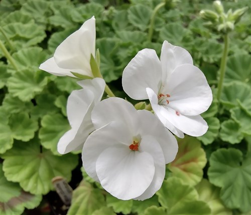plant: flower: Geranium, Maverick White